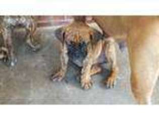 Olde English Bulldogge Puppy for sale in Scott, LA, USA