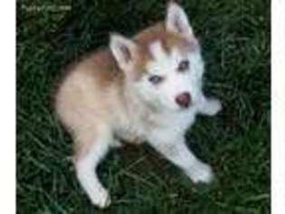 Siberian Husky Puppy for sale in Lenoir City, TN, USA