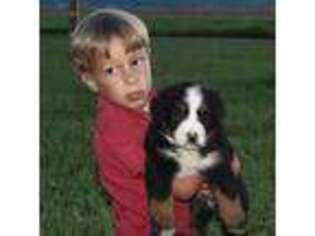 Bernese Mountain Dog Puppy for sale in Westcliffe, CO, USA