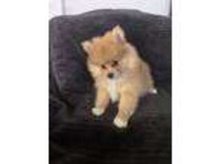 Pomeranian Puppy for sale in Rancho Cucamonga, CA, USA