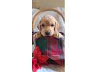 Irish Setter Puppy for sale in Spring Run, PA, USA