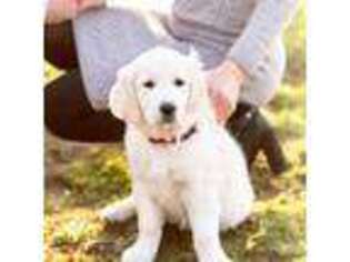 Golden Retriever Puppy for sale in Foley, MO, USA
