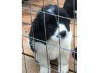 Newfoundland Puppy for sale in Waverly, OH, USA