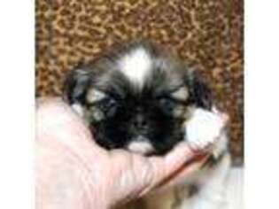 Mutt Puppy for sale in Lake Elsinore, CA, USA