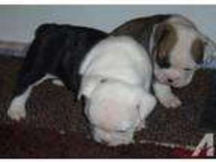 Miniature Bulldog Puppy for sale in GLENCOE, MN, USA