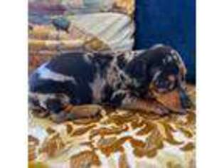 Dachshund Puppy for sale in Moss Landing, CA, USA