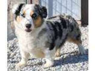 Cardigan Welsh Corgi Puppy for sale in Lenapah, OK, USA