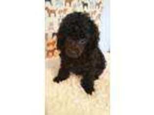 Mutt Puppy for sale in Bowie, TX, USA