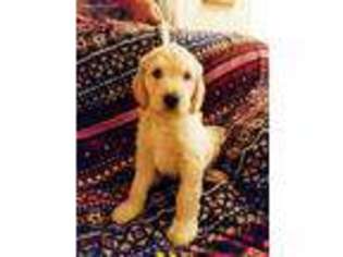 Goldendoodle Puppy for sale in Westminster, MD, USA