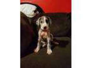 Great Dane Puppy for sale in Corpus Christi, TX, USA