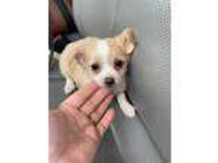 Chihuahua Puppy for sale in Goffstown, NH, USA