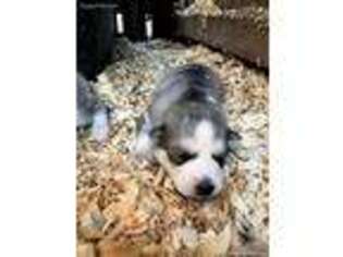 Siberian Husky Puppy for sale in Wellington, CO, USA