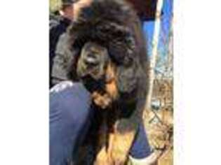 Tibetan Mastiff Puppy for sale in Newport, RI, USA