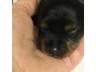 Yorkshire Terrier Puppy for sale in Ruffs Dale, PA, USA