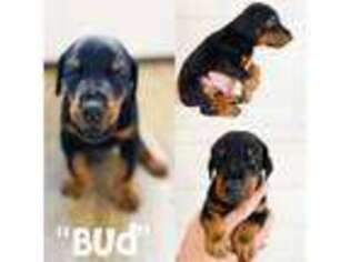 Doberman Pinscher Puppy for sale in Caledonia, MS, USA