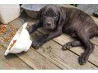 Cane Corso Puppy for sale in Youngstown, OH, USA
