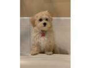 Havanese Puppy for sale in Bristol, CT, USA
