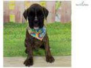 Boxer Puppy for sale in Saint George, UT, USA