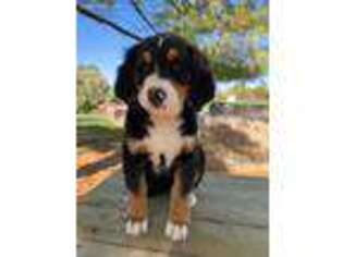 Bernese Mountain Dog Puppy for sale in Enon, OH, USA