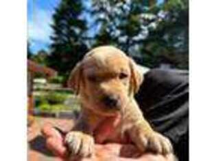 Labrador Retriever Puppy for sale in La Conner, WA, USA