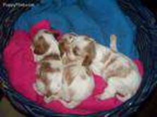 Cavalier King Charles Spaniel Puppy for sale in Albertville, AL, USA