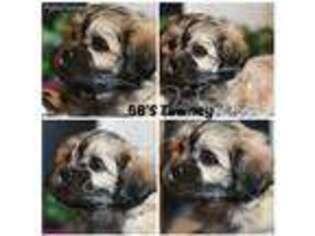 Mutt Puppy for sale in Morrill, NE, USA