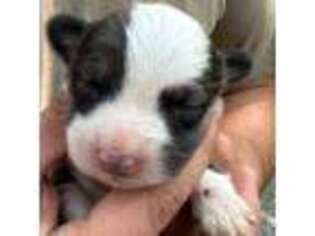 Pembroke Welsh Corgi Puppy for sale in Liberty, TN, USA