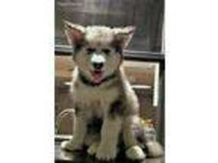 Alaskan Malamute Puppy for sale in Riverview, FL, USA