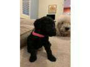 Goldendoodle Puppy for sale in Elk Grove, CA, USA