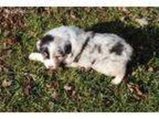 Australian Shepherd Puppy for sale in Hubbard, IA, USA