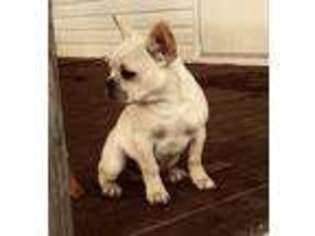 French Bulldog Puppy for sale in Milan, GA, USA