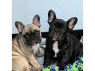 French Bulldog Puppy for sale in Bloomfield, KY, USA