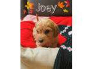 Goldendoodle Puppy for sale in Champaign, IL, USA