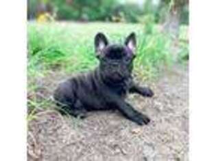 French Bulldog Puppy for sale in Kingstree, SC, USA
