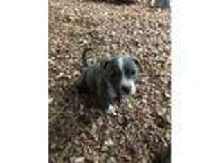 Mutt Puppy for sale in Armuchee, GA, USA