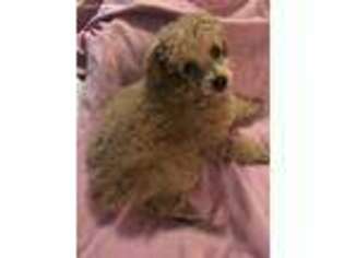 Mutt Puppy for sale in Gregory, SD, USA