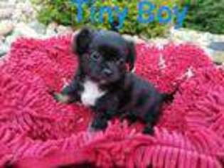 Chihuahua Puppy for sale in Underwood, MN, USA