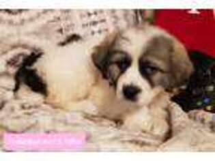 Great Pyrenees Puppy for sale in Stuart, NE, USA