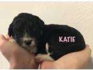 Mutt Puppy for sale in Atwater, OH, USA