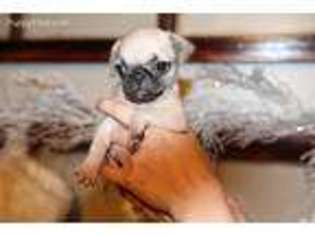 Pug Puppy for sale in Normal, IL, USA