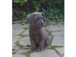 Neapolitan Mastiff Puppy for sale in Jacksonville, FL, USA