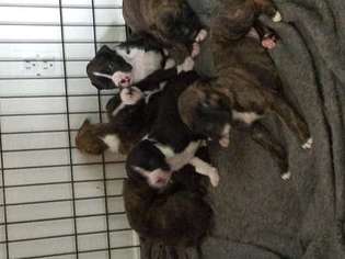 Boxer Puppy for sale in Calhan, CO, USA