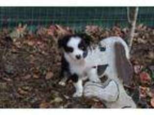 Miniature Australian Shepherd Puppy for sale in South Boston, VA, USA