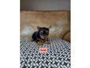 Yorkshire Terrier Puppy for sale in Lexington, NC, USA