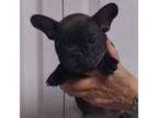 French Bulldog Puppy for sale in Mineral, VA, USA
