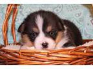 Pembroke Welsh Corgi Puppy for sale in Mulberry, KS, USA
