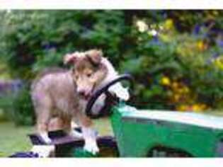 Collie Puppy for sale in Mckinney, TX, USA
