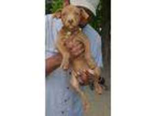 Mutt Puppy for sale in Tuskegee, AL, USA