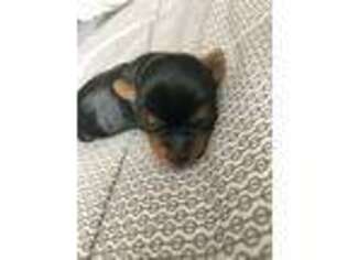 Yorkshire Terrier Puppy for sale in Mission Viejo, CA, USA
