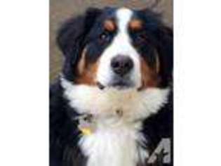 Bernese Mountain Dog Puppy for sale in VANCOUVER, WA, USA